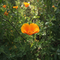 Mogra Flower Extract