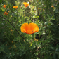 Mogra Flower Extract