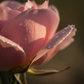 Rose Extract