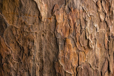 Tree bark
